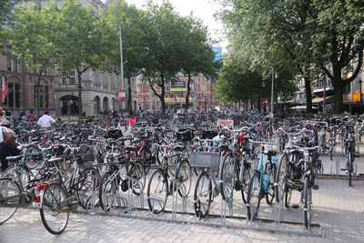 Bicycles parked against trees in city