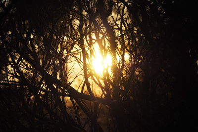 Low angle view of sunlight streaming through silhouette trees in forest