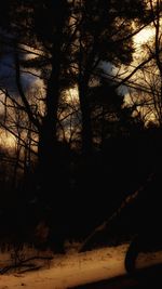 Silhouette of trees at sunset