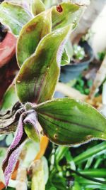 Close-up of snake on plant