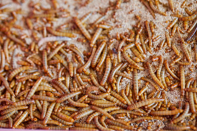 Close-up of mealworm in container