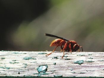 Close-up of insect perching on wood