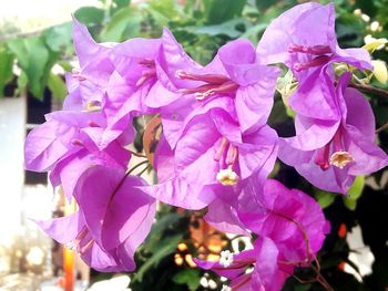 Close-up of pink flowering plant