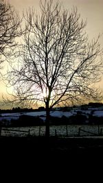 Bare trees in calm sea at sunset