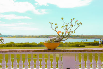 Potted plants on table by railing against sky