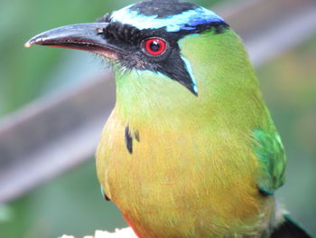 Close-up of bird perching outdoors