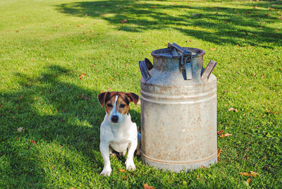 pet
