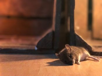 Close-up of cat on floor