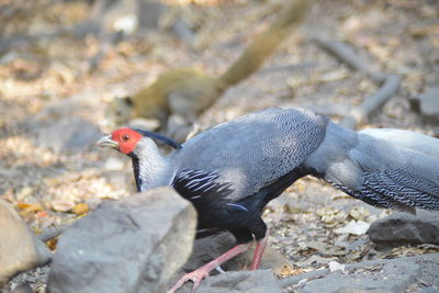Close-up of bird perching on rock