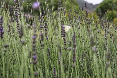 Plants growing on field