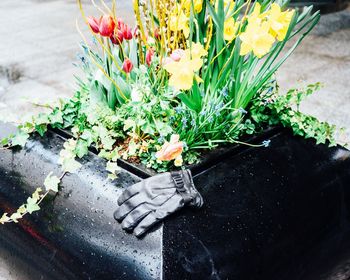 Close-up of potted plant