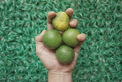 High angle view of hand holding fruits