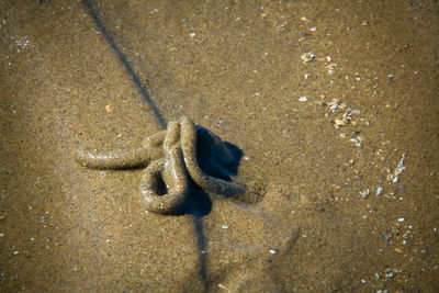 High angle view of crab on beach