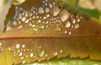 Close-up of water drops on leaf