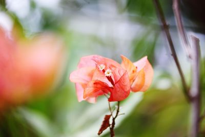 Close-up of red rose flower