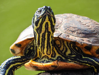 Close-up of a turtle