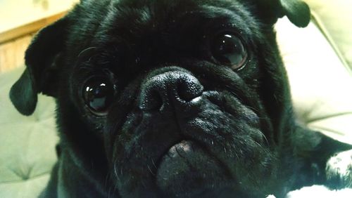 Close-up portrait of a dog