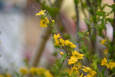 Close-up of yellow flowering plant