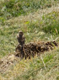 Close-up of lizard on field