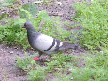 High angle view of bird perching on field