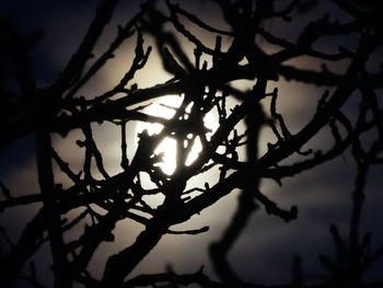 Low angle view of silhouette tree against sky