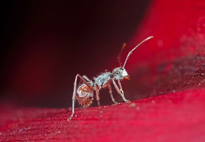 Close-up of spider