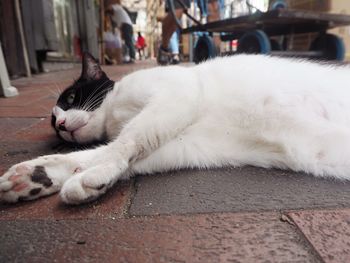 Cat sleeping on couch