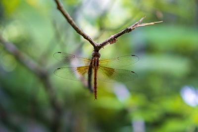 Close-up of dragonfly on plant