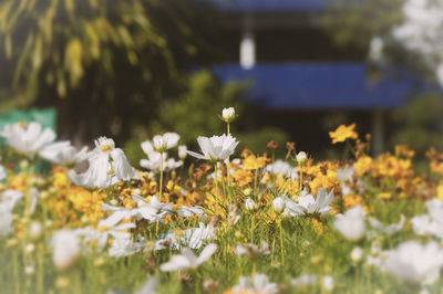 Close-up of white daisy flowers on field