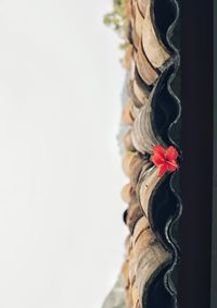 Close-up of multi colored decorations hanging on white background