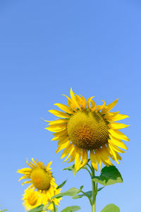 Close-up of yellow sunflower against clear blue sky