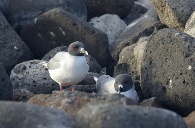 Close-up of seagull on rock