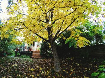 Trees in park