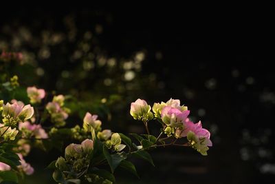 Close-up of pink flowering plant