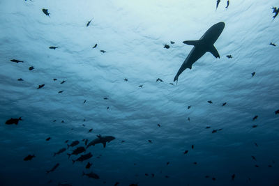 Low angle view of fishes swimming in sea