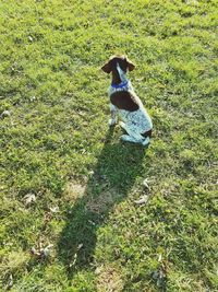 High angle view of dog on field