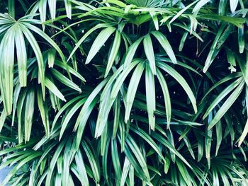 Full frame shot of plants