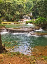 Scenic view of waterfall in forest