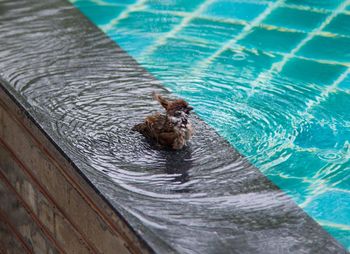 High angle view of turtle in swimming pool