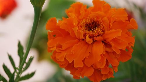 Close-up of orange flower