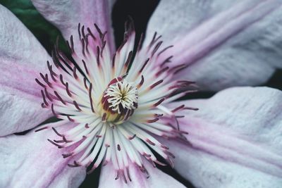 Macro shot of pink flower