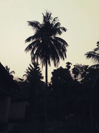 Low angle view of palm trees against clear sky