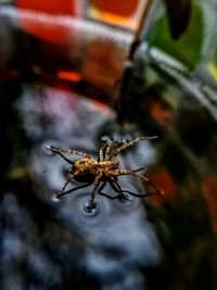 Close-up of spider