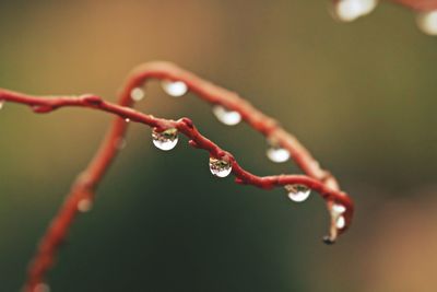 Close-up of water drops on stem