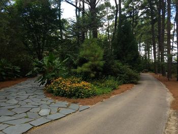 Footpath amidst trees