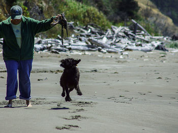 Dog running on beach