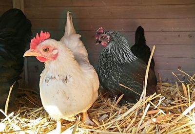 Group of sheep on field