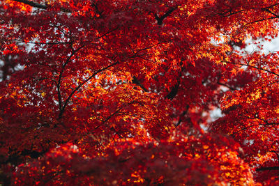 Close-up of autumnal tree