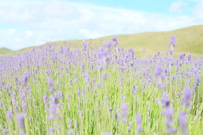 Purple flowering plants on field against sky