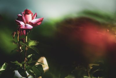 Close-up of pink rose